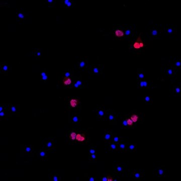 Anti-NeuN (rabbit) Antibody, Cy3 Conjugate from rabbit, CY3 conjugate