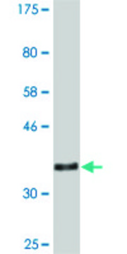 Monoclonal Anti-VNN3 antibody produced in mouse clone 3E1, purified immunoglobulin, buffered aqueous solution