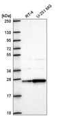 Anti-AGPAT1 antibody produced in rabbit Prestige Antibodies® Powered by Atlas Antibodies, affinity isolated antibody
