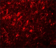 Anti-NALP10 antibody produced in rabbit affinity isolated antibody, buffered aqueous solution