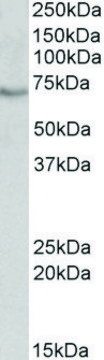 Anti-BIRC3 antibody produced in goat affinity isolated antibody, buffered aqueous solution