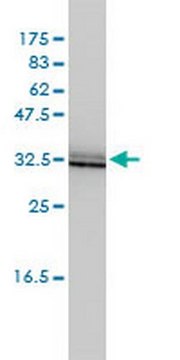 Anti-SIGIRR Mouse mAb (3H8-2G3) liquid, clone 3H8-2G3, Calbiochem&#174;