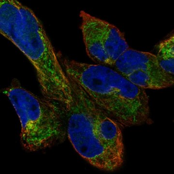 Anti-HAUS3 antibody produced in rabbit Prestige Antibodies&#174; Powered by Atlas Antibodies, affinity isolated antibody