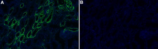 Anti-Noxa Antibody, clone 1G4 ZooMAb&#174; Rabbit Monoclonal recombinant, expressed in HEK 293 cells