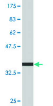 Monoclonal Anti-PXDN antibody produced in mouse clone 2C11, purified immunoglobulin, buffered aqueous solution