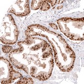 Monoclonal Anti-Greb1 Antibody Produced In Mouse Prestige Antibodies® Powered by Atlas Antibodies, clone CL13863, affinity isolated antibody, buffered aqueous glycerol solution