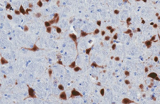 抗-NeuN抗体，克隆13E6，ZooMAb&#174;兔单克隆抗体 recombinant, expressed in HEK 293 cells