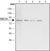 Anti-VAC14 antibody produced in rabbit ~1.5 mg/mL, affinity isolated antibody, buffered aqueous solution