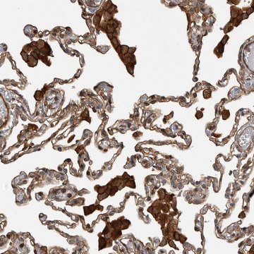 抗-TRIM56 兔抗 Prestige Antibodies&#174; Powered by Atlas Antibodies, affinity isolated antibody, buffered aqueous glycerol solution