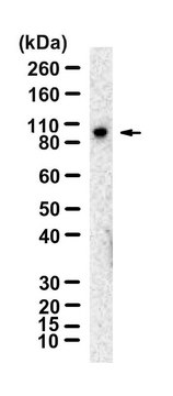 Anti-Nibrin/NBS1 Antibody, clone 3L23 ZooMAb&#174; Rabbit Monoclonal recombinant, expressed in HEK 293 cells