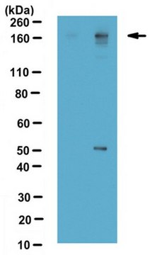 抗二甲基BAF155抗体（Arg1064，非对称二甲基化） from rabbit, purified by affinity chromatography