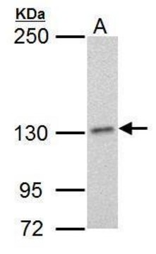 Monoclonal Anti-POLD1 antibody produced in mouse