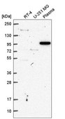Anti-VPS54 antibody produced in rabbit Prestige Antibodies® Powered by Atlas Antibodies, affinity isolated antibody