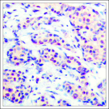 Anti-JUND (Ab-255) antibody produced in rabbit affinity isolated antibody