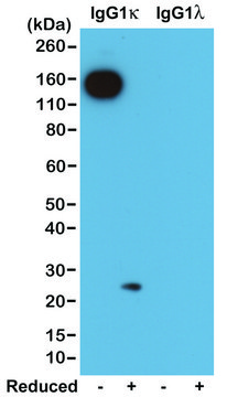 Anti-Mouse Ig Kappa Light Chain antibody, Rabbit monoclonal recombinant, expressed in HEK 293 cells, clone RM103, purified immunoglobulin