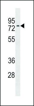 ANTI-NRXN3(C-TERMINAL) antibody produced in rabbit affinity isolated antibody, buffered aqueous solution