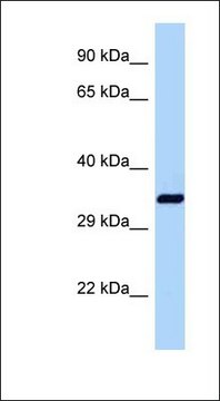 Anti-DNAJB1 antibody produced in rabbit affinity isolated antibody