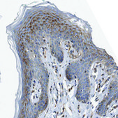 Anti-GPC1 antibody produced in rabbit Prestige Antibodies® Powered by Atlas Antibodies, affinity isolated antibody, buffered aqueous glycerol solution