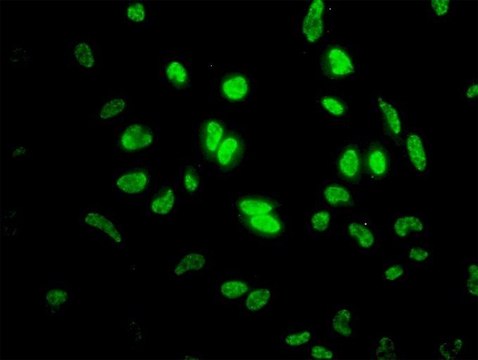 Monoclonal Anti-ID1 antibody produced in mouse clone 1F7, purified immunoglobulin, buffered aqueous solution