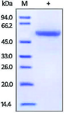 Carbonic Anhydrase 9/CA9 human recombinant, expressed in HEK 293 cells, &#8805;95% (SDS-PAGE)