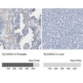 Anti-SLC45A3 antibody produced in rabbit Prestige Antibodies® Powered by Atlas Antibodies, affinity isolated antibody, buffered aqueous glycerol solution