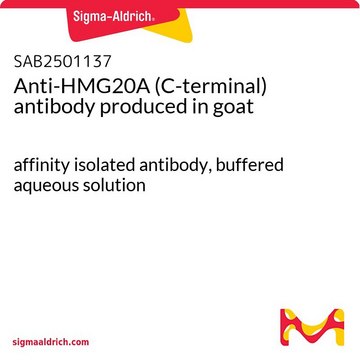 Anti-HMG20A (C-terminal) antibody produced in goat affinity isolated antibody, buffered aqueous solution