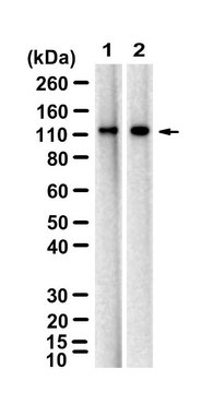 Anti-PKD/PKC&#956; Antibody, clone 1C11 ZooMAb&#174; Rabbit Monoclonal recombinant, expressed in HEK 293 cells