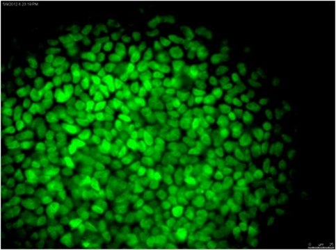 Anti-NANOG Antibody, clone 7F7.1, Alexa Fluor&#8482; 488 conjugate clone 7F7.1, from mouse, ALEXA FLUOR&#8482; 488