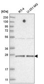 Anti-TAF11 antibody produced in rabbit Prestige Antibodies® Powered by Atlas Antibodies, affinity isolated antibody