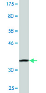 Monoclonal Anti-SCEL antibody produced in mouse clone 4B12, purified immunoglobulin, buffered aqueous solution