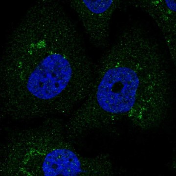 Anti-F3 antibody produced in rabbit Prestige Antibodies&#174; Powered by Atlas Antibodies, affinity isolated antibody