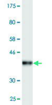 Monoclonal Anti-DDO, (C-terminal) antibody produced in mouse clone 3F7, purified immunoglobulin, buffered aqueous solution