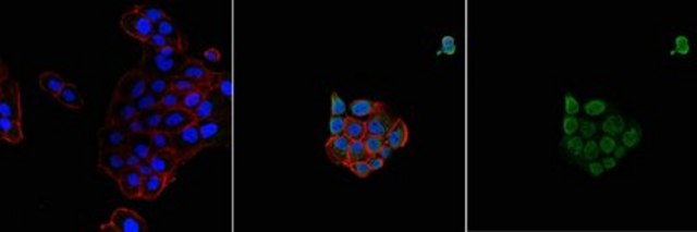 Anti-Nitrotyrosine Antibody Alexa Fluor&#8482; 488 Conjugate from rabbit, ALEXA FLUOR&#8482; 488