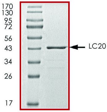 LC20, GST tagged from mouse recombinant, expressed in E. coli, &#8805;70% (SDS-PAGE), buffered aqueous glycerol solution