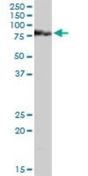 Anti-MCC antibody produced in rabbit purified immunoglobulin, buffered aqueous solution