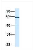 Anti-KPNA1 (ab1) antibody produced in rabbit affinity isolated antibody
