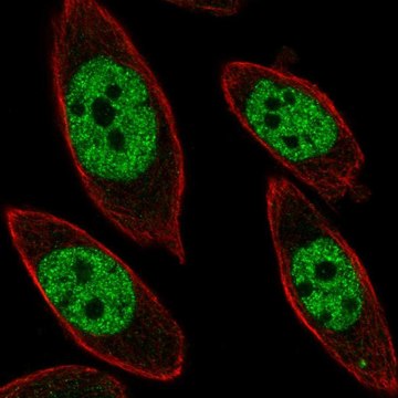 Anti-UBP1 antibody produced in rabbit Prestige Antibodies&#174; Powered by Atlas Antibodies, affinity isolated antibody, buffered aqueous glycerol solution