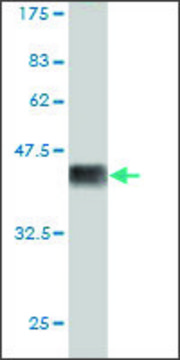 Monoclonal Anti-PLAGL1 antibody produced in mouse clone 1E2, ascites fluid