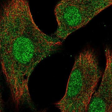 Anti-DUSP3 antibody produced in rabbit Prestige Antibodies&#174; Powered by Atlas Antibodies, affinity isolated antibody