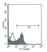 Monoclonal Anti-SORBS1 antibody produced in mouse ~1.0 mg/mL, clone SORBS-437, purified immunoglobulin