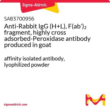 Anti-Rabbit IgG (H+L), F(ab&#8242;)2 fragment, highly cross adsorbed-Peroxidase antibody produced in goat affinity isolated antibody, lyophilized powder