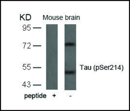 Anti-phospho-MAPT (pSer214) antibody produced in rabbit affinity isolated antibody