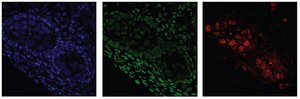 Anti-Z-DNA Antibody, clone Z22 ZooMAb® Mouse Monoclonal recombinant, expressed in HEK 293 cells