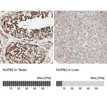 Anti-NUP62 antibody produced in rabbit Prestige Antibodies&#174; Powered by Atlas Antibodies, affinity isolated antibody, buffered aqueous glycerol solution