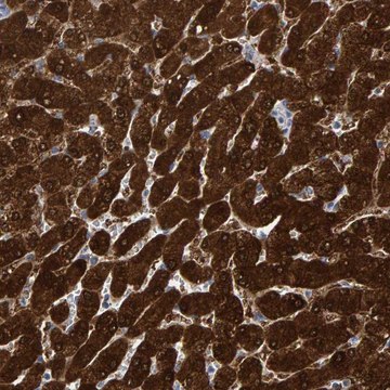 Anti-MRPS7 antibody produced in rabbit Prestige Antibodies&#174; Powered by Atlas Antibodies, affinity isolated antibody, buffered aqueous glycerol solution, Ab1