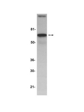 Anti-AIF (Apoptosis Inducing Factor) Antibody Upstate&#174;, from rabbit