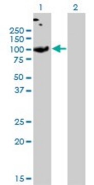 Monoclonal Anti-SLC26A2 antibody produced in mouse clone 3F6, purified immunoglobulin, buffered aqueous solution