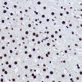 Anti-BRMS1 Antibody, clone 5Y8J3, Rabbit Monoclonal