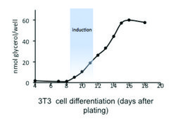 脂肪形成试剂盒 sufficient for 100 colorimetric&nbsp;or&nbsp;fluorometric&nbsp;tests