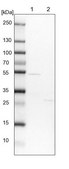 Anti-FAM126B antibody produced in rabbit Prestige Antibodies® Powered by Atlas Antibodies, affinity isolated antibody, buffered aqueous glycerol solution